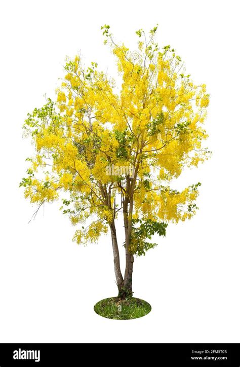 Cassia Fistula Tree Or Golden Shower National Tree Of Thailand And