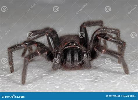 Sydney Funnel Web Spider stock image. Image of robustus - 267263451