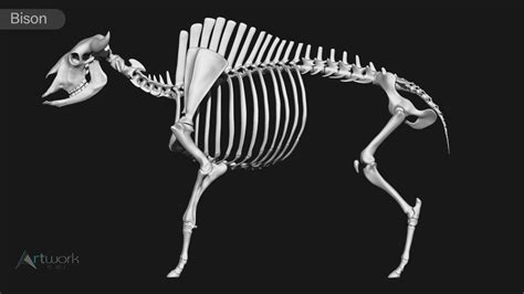 ArtStation - animal skeleton collection | Resources