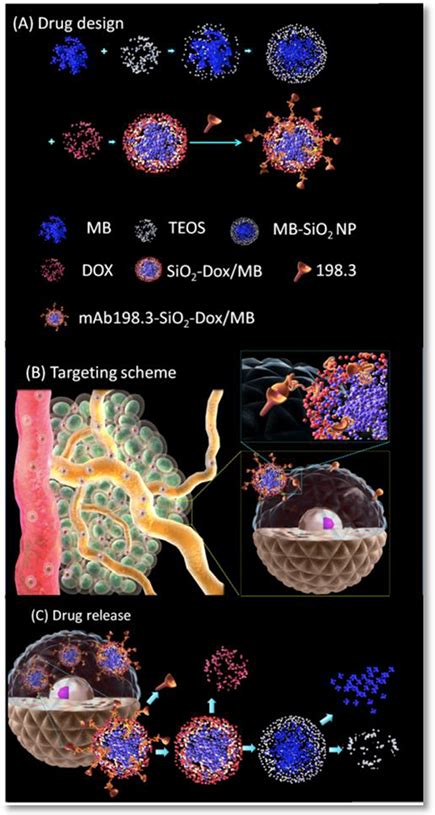 Construction And Biological Evaluation Of Nanoparticle Based Tumor Targeting Drug Delivery