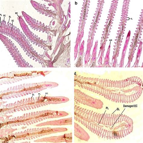 Histological Photomicrographs Of Gills Of Anabas Testudineus A B