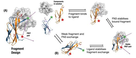 A Monobody Fragment Is Generated From Fragments Involved In Binding Download Scientific