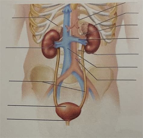 Renal System Diagram Quizlet