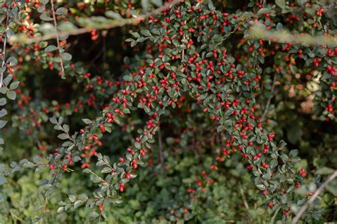 How To Grow And Care For Rock Cotoneaster Shrubs