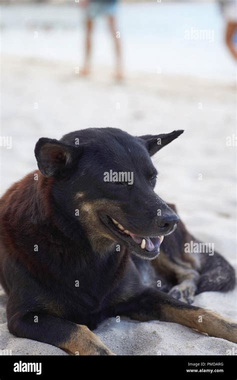 Hund im sand Fotos und Bildmaterial in hoher Auflösung Alamy