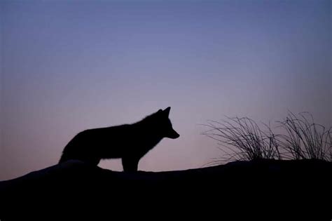 Lone Wolf Symbolism & Meaning (Independence & Caution)