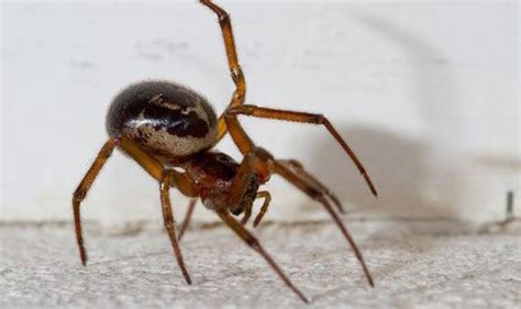 Venomous Spider Creeps North Of The Border Scotland News Uk