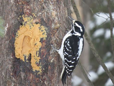 Feeding wild animals | The Daily Press