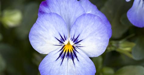 Viola Cornuta Twix Blue Ice Horn Veilchen Twix Blue Ice Park