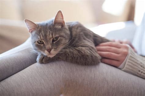 Perch Il Tuo Gatto Ama Sdraiarsi Sopra Di Te