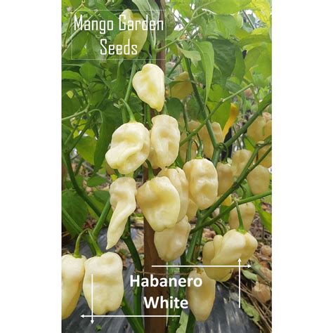 White Habanero Pepper Seeds 5 Seed Pot Friendly Tanam Pasu Cili