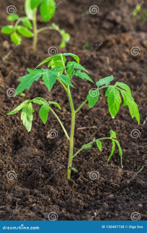 Nueva Planta De Tomate Del Brote Joven En El Suelo Foto De Archivo