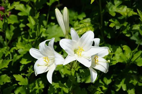 Giglio Fiore Significato Coltivazione E Cura Fioreria L Orchidea