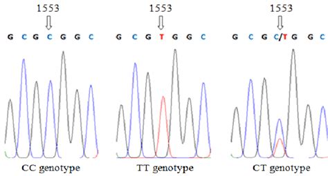 The Fragments Of Blhr Gene Using Pcr Rflp Method With Hhai Restriction