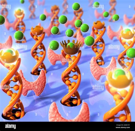 Receptors in thyroid hormone resistance. Conceptual illustration of ...