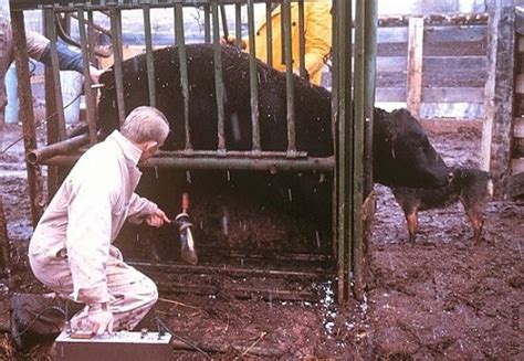 La Guía Visual de Reproducción Bovina Semen