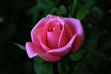 Pink Rose on Black Background Photograph by Lowell Monke