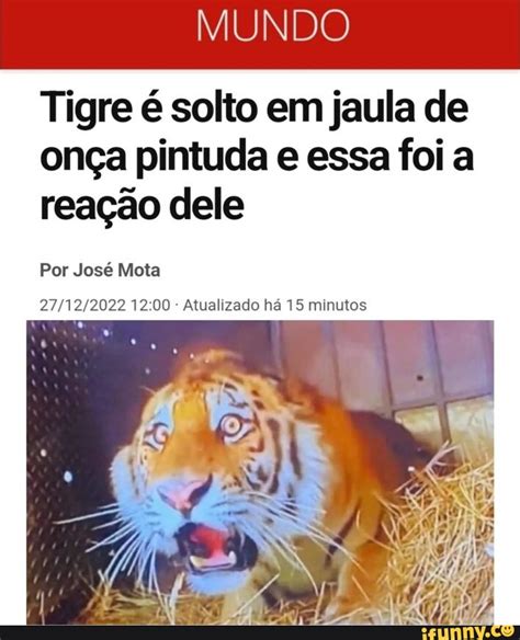 Mundo Tigre Solto Em Jaula De On A Pintuda E Essa Foi A Rea O Dele