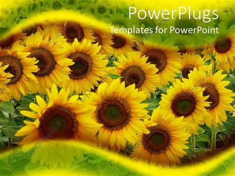 Sunflower Powerpoint Template 50 Koleksi Gambar