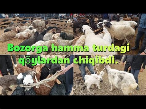 Uychi Tumani Yorq R On Q Y Bozori Bugungi Narhlar Bilan Tanishing