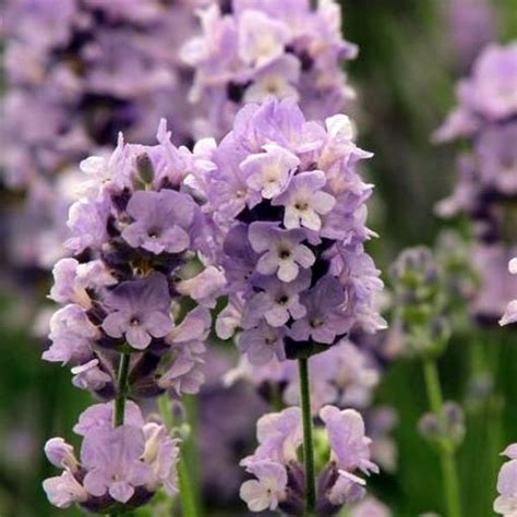 Lavandula Angustifolia Melissa Lilac Yougardener