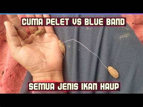 Hah Cuma Campur Blue Band Tapi Gacor Racikan Umpan Bawal Paling