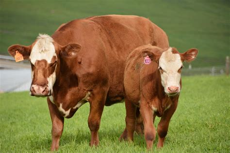 Humanely Raised Veal How Rossotti Ranch Ensures Happy Cows Rossotti