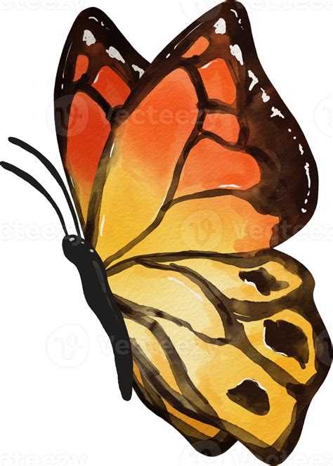 Butterfly Watercolor Illustration 11967187 PNG