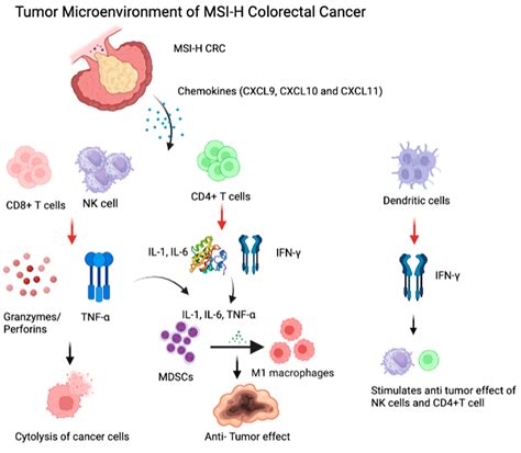 Neoadjuvant Immunotherapy For Patients With Dmmr Msi High