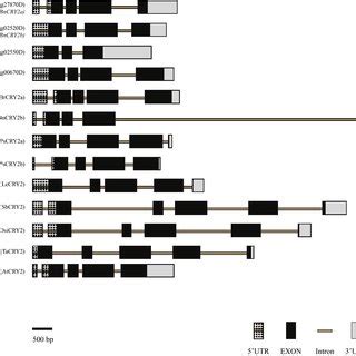 The Structure Of A Few Representative Higher Plant Cryptochrome 2 Genes