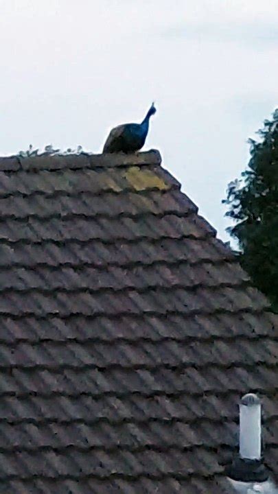 Peacock Runs Amok In Falkirk Area As Braes Resident Captures Bird On