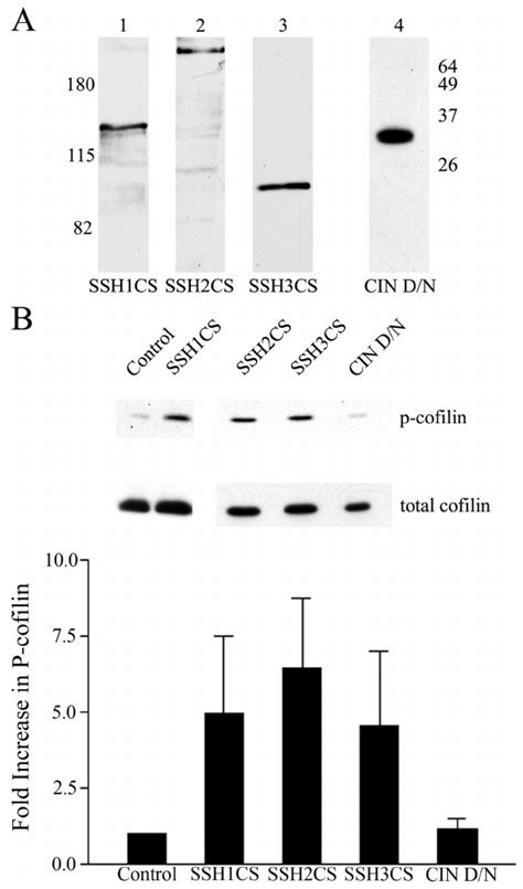 Cofilin Activity Is Regulated By Ssh Proteins And Not Cin In Human