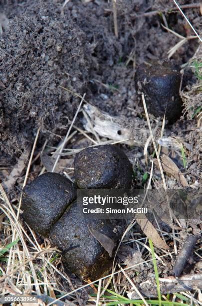 Wombat Faeces Photos and Premium High Res Pictures - Getty Images