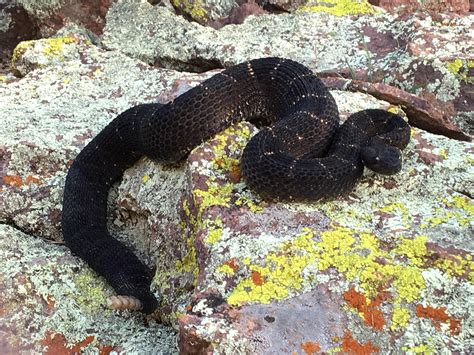 Black Rattlesnake