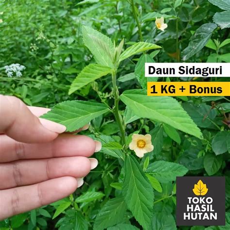 Jual Gram Daun Sidaguri Segar Daun Seleguri Daun Saguri Toko