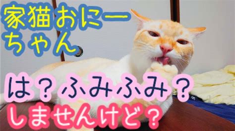 猫との日常モーニングルーティン誰もふみふみしてくれない保護猫の里親 YouTube