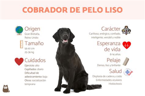 Cómo saber si un perro es de raza Retriever de Pelo Liso Blog de