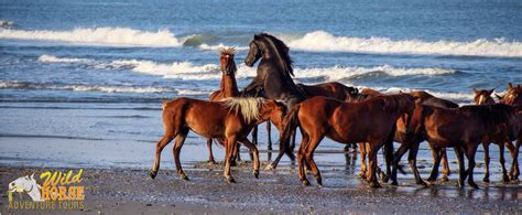 Wild Horse Adventure Tours - OuterBanks.com