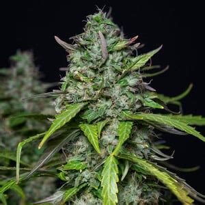 Buy Royal Gorilla Auto Cannabis Seeds Royal Queen Seeds Usa