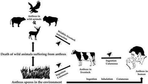 Anthrax In Humans Animals And The Environment And The One Health