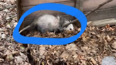 Found Opossum In Our Woods With Babys Youtube