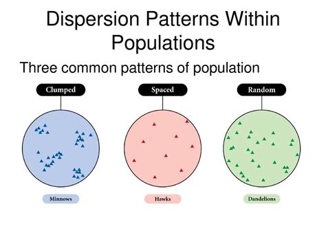 Population Distribution Patterns