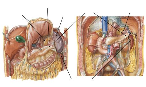 Review the Relationship of Left Kidney to the Left Adrenal Gland, Spleen, Tail of Pancreas, and ...