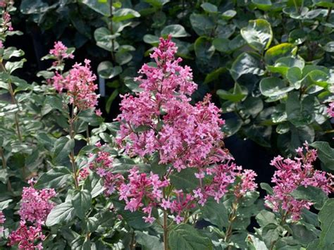 Bloomerang Ballet Lilac Proven Winners Colorchoice Flowering Shrubs