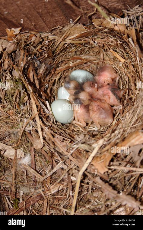 Flycatcher Eggs In Nest Hi Res Stock Photography And Images Alamy