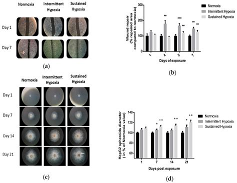 Differential Impact of Intermittent vs. Sustained Hypoxia on HIF-1