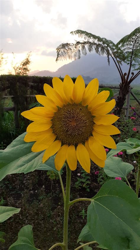 I Like Sun Flower Dandelion Sun Plants Flowers Dandelions Plant