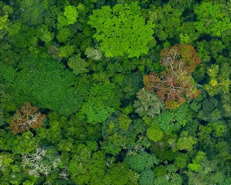 High-tech rainforest map brings climate and conservation efforts into ...