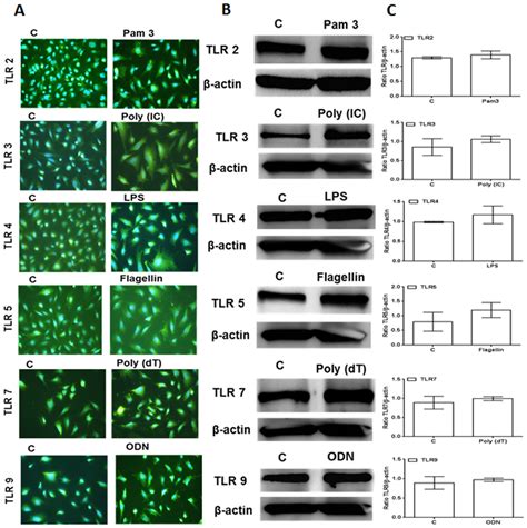 Western Blot And Ihc Analysis Of Tlr Expression In W Cells W