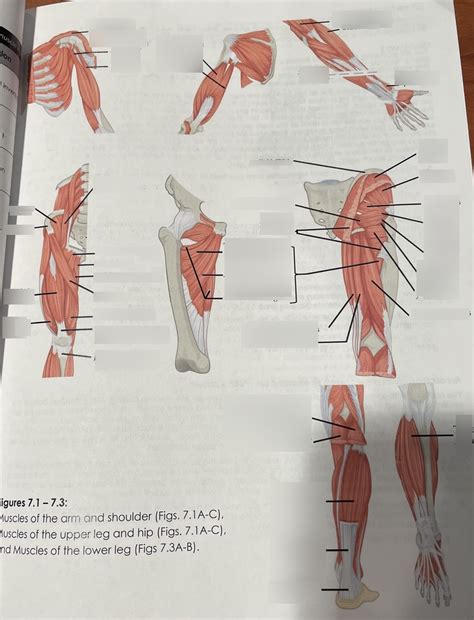 A P Lab Muscles II Diagram Quizlet